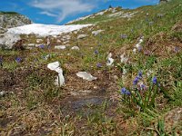 Scilla bifolia 5, Vroege sterhyacint, habitat, Saxifraga-Willem van Kruijsbergen