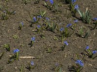 Scilla bifolia 6, Vroege sterhyacint, Saxifraga-Jan van der Straaten