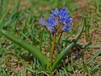 Scilla bifolia 7, Vroege sterhyacint, Saxifraga-Willem van Kruijsbergen