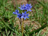 Scilla bifolia 8, Vroege sterhyacint, Saxifraga-Willem van Kruijsbergen