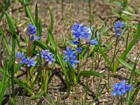 Scilla bifolia 9, Vroege sterhyacint, Saxifraga-Willem van Kruijsbergen