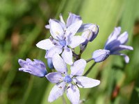 Scilla monophyllos 15, Saxifraga-Sonja Bouwman  One-leaved squill - Scilla monophyllos - Asparagaceae familie; Vale da Telha (Pt)