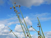 Scirpoides holoschoenus 15, Kogelbies, Saxifraga-Ed Stikvoort