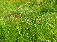 Scirpus sylvaticus 33, Bosbies, Saxifraga-Hans Grotenhuis