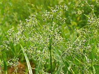 Scirpus sylvaticus 34, Bosbies, Saxifraga-Hans Grotenhuis