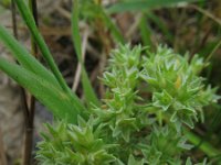 Scleranthus annuus, German Knotgrass