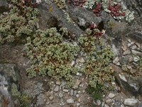 Scleranthus perennis, Perennial Knawel