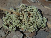 Scleranthus perennis 10, Overblijvende hardbloem, Saxifraga-Ed Stikvoort