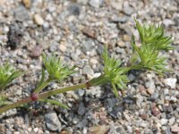 Scleranthus perennis 2, Overblijvende hardbloem, Saxifraga-Rutger Barendse