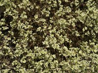 Scleranthus perennis 4, Overblijvende hardbloem, Saxifraga-Jan van der Straaten