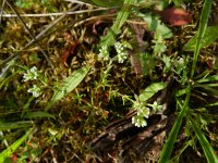 Scleranthus perennis 7, Overblijvende hardbloem, Saxifraga-Rutger Barendse