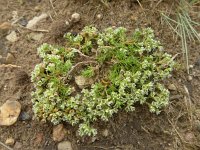 Scleranthus perennis 8, Overblijvende hardbloem, Saxifraga-Jelle van Dijk