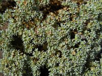 Scleranthus perennis 9, Overblijvende hardbloem, Saxifraga-Ed Stikvoort