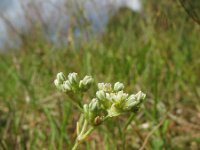 Scleranthus perennis 11, Overblijvende hardbloem, Saxifraga-Rutger Barendse