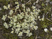 Scleranthus perennis 13, Overblijvende hardbloem, Saxifraga-Willem van Kruijsbergen