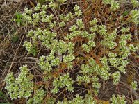 Scleranthus perennis 14, Overblijvende hardbloem, Saxifraga-Hans Grotenhuis