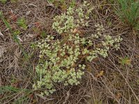 Scleranthus perennis 15, Overblijvende hardbloem, Saxifraga-Hans Grotenhuis