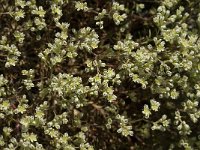 Scleranthus perennis 3, Overblijvende hardbloem, Saxifraga-Jan van der Straaten