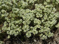 Scleranthus perennis 5, Overblijvende hardbloem, Saxifraga-Willem van Kruijsbergen