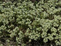 Scleranthus perennis 6, Overblijvende hardbloem, Saxifraga-Willem van Kruijsbergen