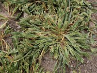 Sclerochloa dura 3, Sclerochloa, Saxifraga-Ed Stikvoort