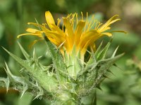 Scolymus hispanicus 12, Saxifraga-Sonja Bouwman  Spaanse gouddistel, common golden thistle - Scolymus hispanicus - Asteraceae familie