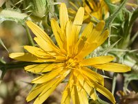 Scolymus hispanicus 10, Saxifraga-Sonja Bouwman  Z31. Spaanse gouddistel, common golden thistle - Scolymus hispanicus - Asteraceae familie