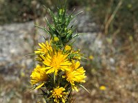 Scolymus hispanicus 4, Saxifraga-Inigo Sanchez