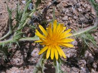 Scolymus hispanicus 5, Saxifraga-Jasenka Topic