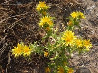 Scolymus hispanicus 6, Saxifraga-Jasenka Topic