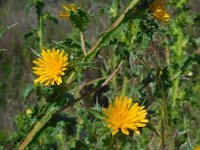 Scolymus hispanicus 9, Saxifraga-Ed Stikvoort