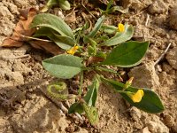 Scorpiurus muricatus 6, Saxifraga-Ed Stikvoort