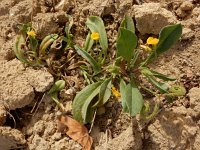 Scorpiurus muricatus 7, Saxifraga-Ed Stikvoort