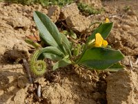 Scorpiurus muricatus 9, Saxifraga-Ed Stikvoort