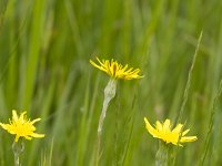 Scorzonera hispanica 11, Grote schorseneer, Saxifraga-Jan Nijendijk