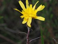 Scorzonera humilis 13, Kleine schorseneer, Saxifraga-Hans Dekker