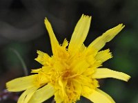 Scorzonera humilis 14, Kleine schorseneer, Saxifraga-Hans Dekker