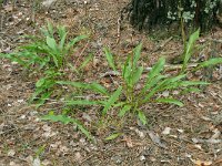 Scorzonera humilis 17, Kleine schorseneer, Saxifraga-Hans Grotenhuis