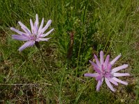 Scorzonera purpurea 6, Saxifraga-Ed Stikvoort