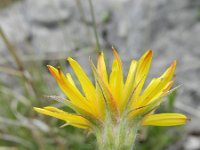 Scorzonera villosa 4, Saxifraga-Rutger Barendse