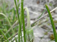 Scorzonera villosa 5, Saxifraga-Rutger Barendse