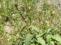 Scrophularia calliantha 2, Saxifraga-Rutger Barendse