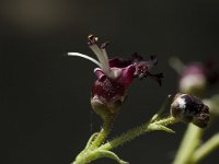 Scrophularia canina, French Figwort