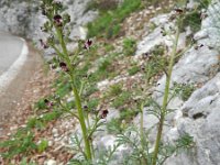 Scrophularia canina ssp hoppii 12, Saxifraga-Rutger Barendse