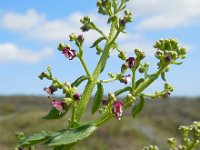 Scrophularia canina 11, Hondshelmkruid, Saxifraga-Ed Stikvoort