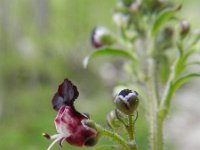 Scrophularia canina 15, Hondshelmkruid, Saxifraga-Rutger Barendse