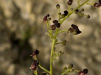 Scrophularia canina 3, Hondshelmkruid, Saxifraga-Jan van der Straaten