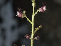 Scrophularia canina 4, Hondshelmkruid, Saxifraga-Marijke Verhagen