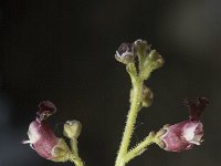 Scrophularia canina 6, Hondshelmkruid, Saxifraga-Marijke Verhagen