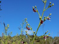 Scrophularia canina 8, Hondshelmkruid, Saxifraga-Ed Stikvoort